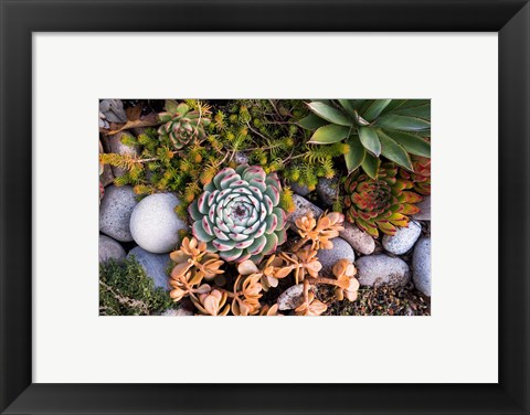 Framed Cape Ann Succulents Print