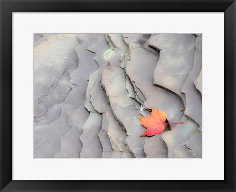 Framed Single Leaf On Rocks Along Bonanza Fall Print