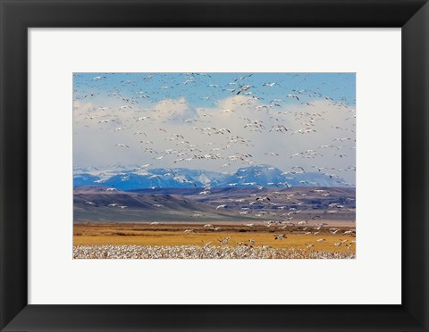 Framed Spring Migration Of Snow Geese Print