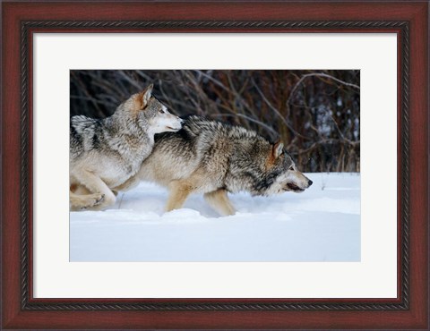 Framed Gray Wolves Running In Snow, Montana Print