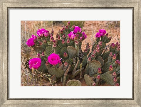 Framed Prickly Pear Cactus In Bloom, Valley Of Fire State Park, Nevada Print