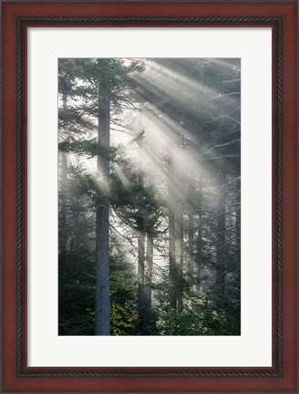 Framed Sun Rays Shining Through Foggy Pine Trees Print