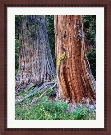 Framed Two Incense Cedar Trees, Oregon Print