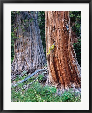 Framed Two Incense Cedar Trees, Oregon Print