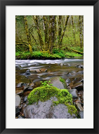 Framed Wilson River, Oregon Print