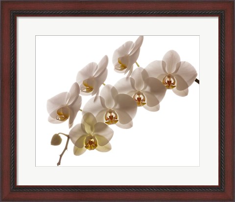 Framed White Hybrid Orchids On White Print
