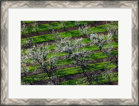 Framed Rows Of Orchard Trees, Oregon Print