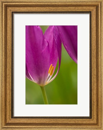 Framed Detail Of Purple Tulips Print