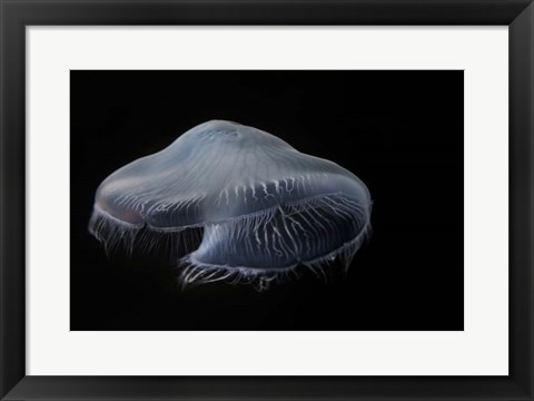 Framed Moon Jellyfish In Aquarium Print