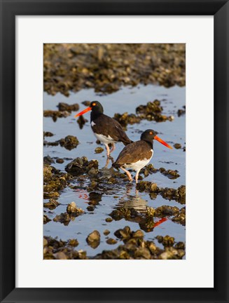 Framed American Oystercatcher Pair On An Oyster Reef Print