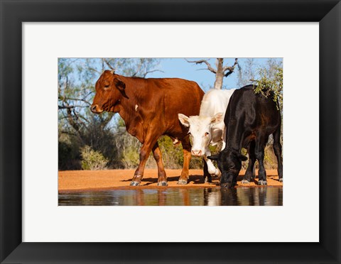 Framed Cattle Drinking Print
