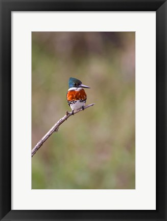 Framed Green Kingfisher On A Hunting Perch Print