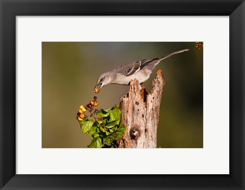 Framed Northern Mockingbird Feeding On Anaqua Berries Print
