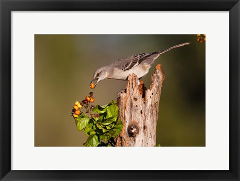 Framed Northern Mockingbird Feeding On Anaqua Berries Print
