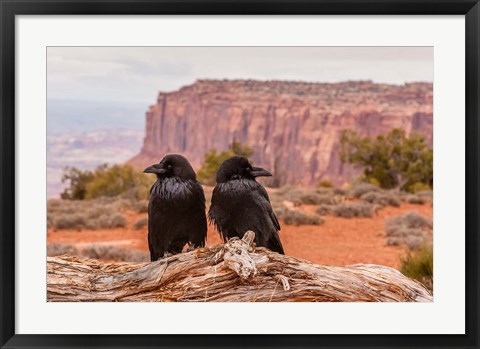 Framed Pair Of Ravens On A Log Print