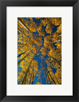 Framed Autumn Aspenat  Big Cottonwood Canyon, Utah Print