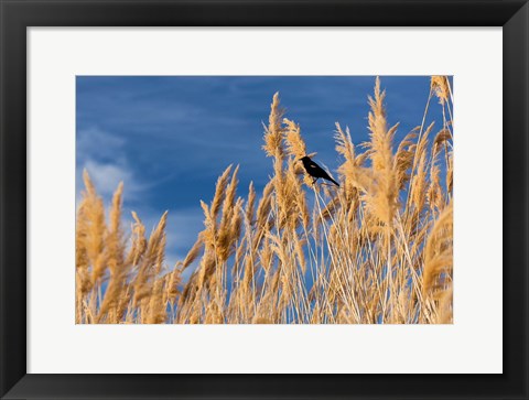 Framed Red-Winged Blackbird On Ravenna Grass Print