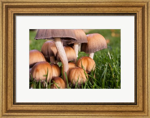 Framed Cluster Of Mushrooms Print
