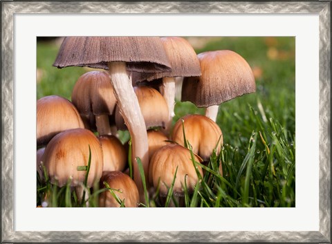 Framed Cluster Of Mushrooms Print