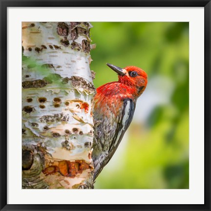 Framed Red-Breasted Sapsucker On A Paper Birch Tree Print