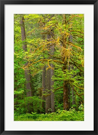 Framed Washington State, Gifford Pinchot National Forest Big Leaf Maple Tree Scenic Print