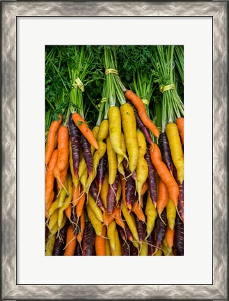 Framed Display Of Carrot Varieties Print