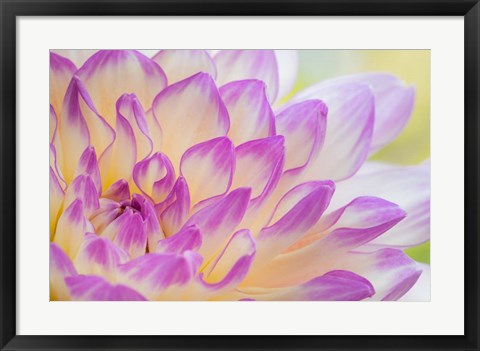 Framed Dahlia Flower Close-Up Print