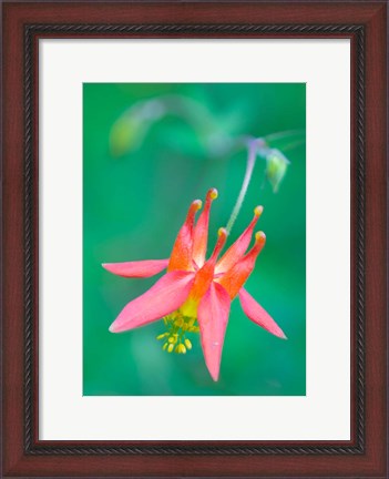 Framed Red Columbine Wildflower Blooms Print