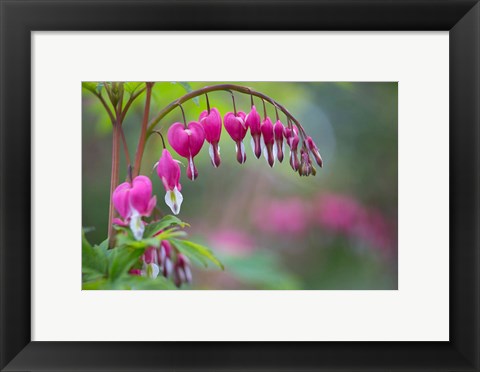 Framed Row Of Bleeding Heart Flowers Print