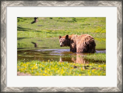Framed American Black Bear Takes A Cool Bath Near Mystic Lake Print