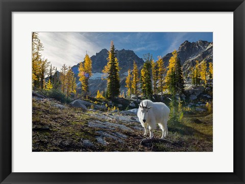 Framed Adult, Male Mountain Goat Print