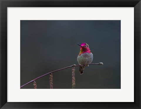 Framed Anna&#39;s Hummingbird Lashes Its Iridescent Gorget Print