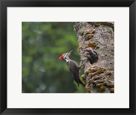 Framed Pileated Woodpecker With Begging Chicks Print