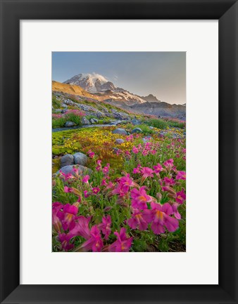 Framed Lewis&#39;s Monkeyflower Along The Panorama Trail Print
