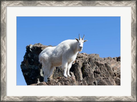Framed Mountain Goat Climbing Rocks Print