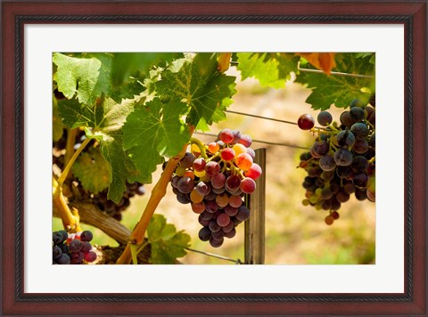 Framed Merlot Grapes In A Vineyard Print