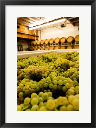 Framed Bin Of Chardonnay Grapes Awaits Beind Crushed Print