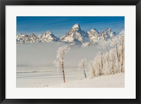 Framed Rimed Cottonwoods And Tetons From The Antelope Flats Road Print