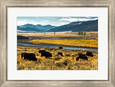Framed Bison Herd Feeding, Lamar River Valley, Yellowstone National Park Print
