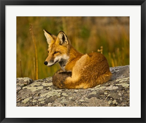Framed Red Fox Resting, Yellowstone National Park, Wyoming Print