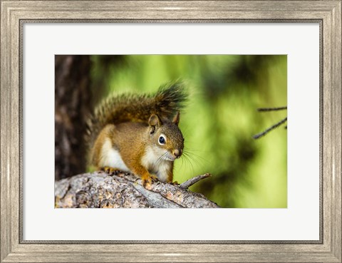 Framed Red Tree Squirrel Posing On A Branch Print