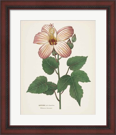 Framed Antique Botanical XXVII Cream Print