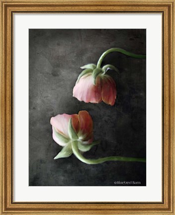 Framed Contemporary Floral Pink Ranunculus Print