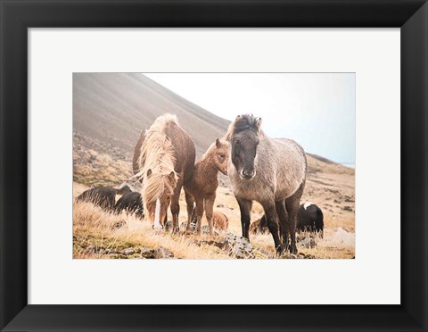 Framed Horses of Hofn I Print