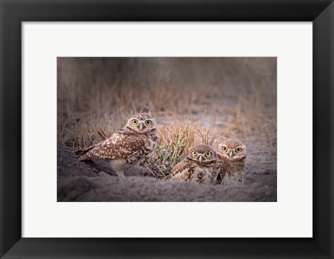 Framed Burrowing Owl Print