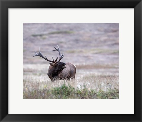 Framed Bull Elk in Montana Print