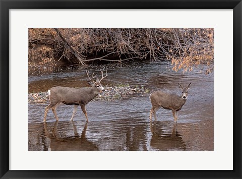 Framed Mule Deer Buck and Doe Print