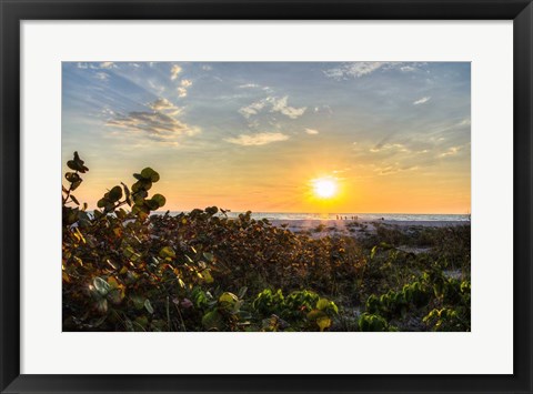 Framed Sea Grapes at Sunset Print