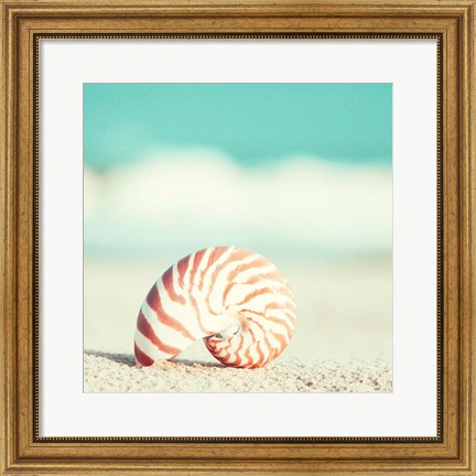 Framed Nautilus Print