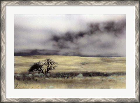 Framed Limantour Marsh Print